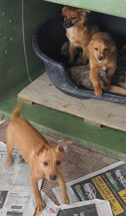 Chili