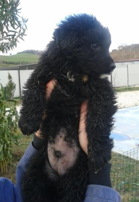 Cucciolo