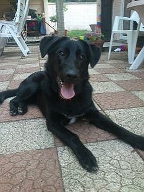 Gongola