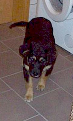 Elva