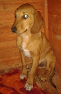 adoptiere e.V. Fifone