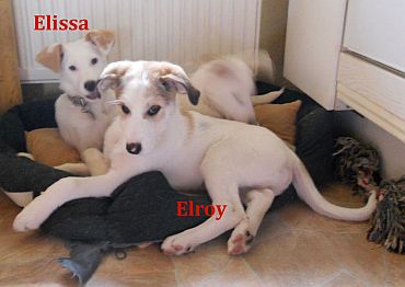 Elroy