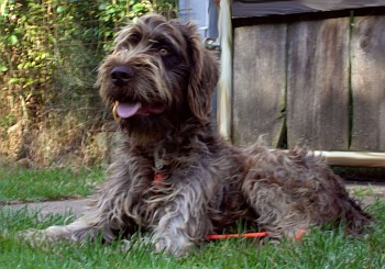 Frodo