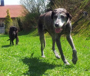 Bello und Funny