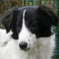 Krümel