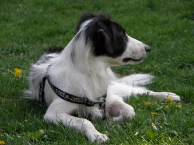 Krümel