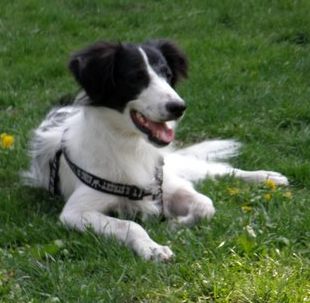 Krümel