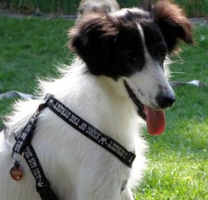 Krümel