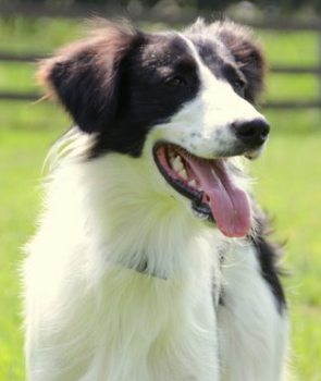 Krümel