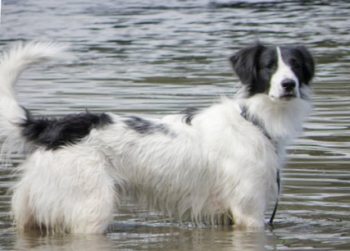 Krümel