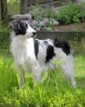 Krümel
