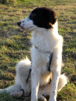 Krümel