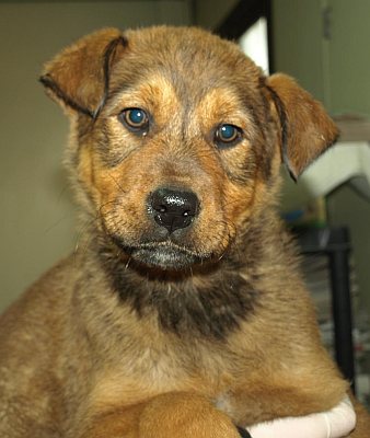 Teddy