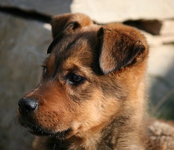Teddy