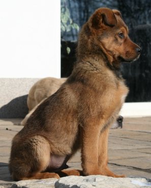 Teddy