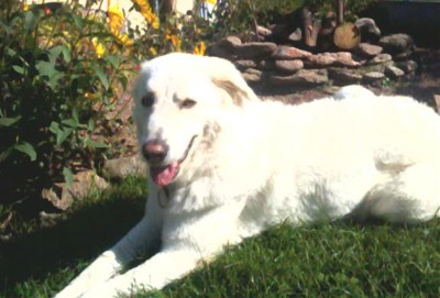 Tellina