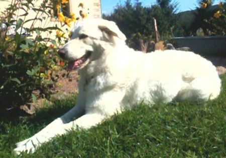 Tellina