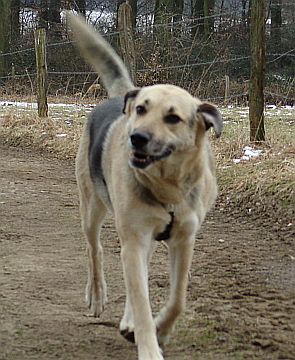 Tommaso