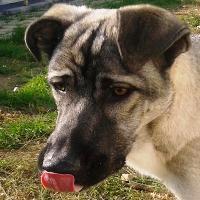 Ulisse