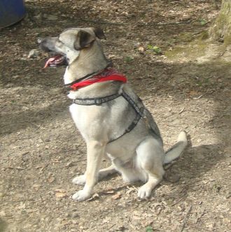 Ulisse