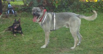 Ulisse