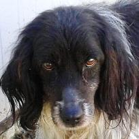 Zorro