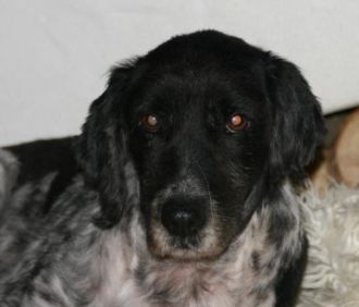 Zorro