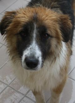 Ambra