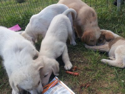 Balbo, Bembo, Balucco