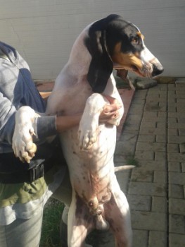 Baldo