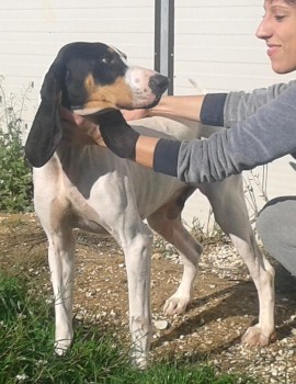 Baldo