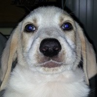 Benno