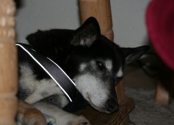 Beta