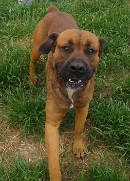 Bullo