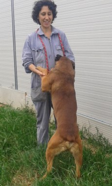 Bullo