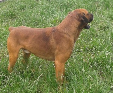 Bullo