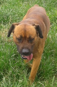Bullo