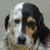 Cocca