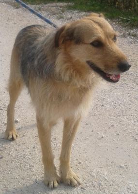 Isacco