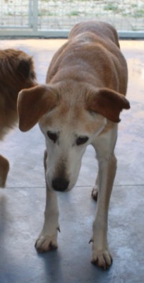 Kika