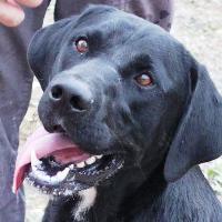 Labby