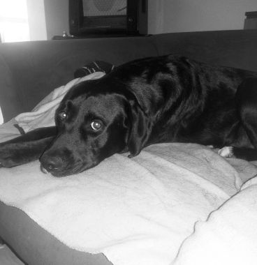 Labby