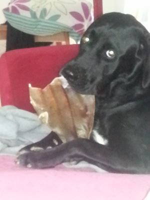 Labby