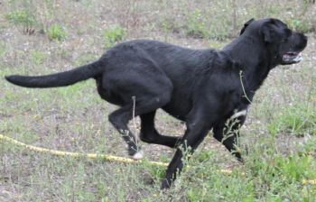 Labby