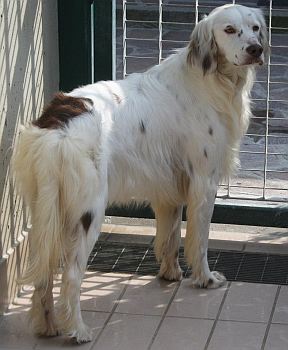 Miky