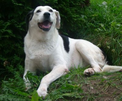 Milka