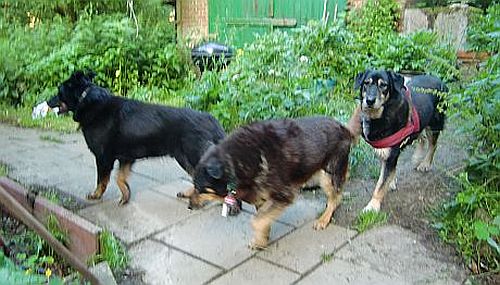 Moro, Oracolo und Afra