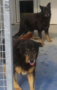 Moro