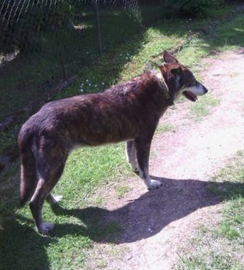 Nerea
