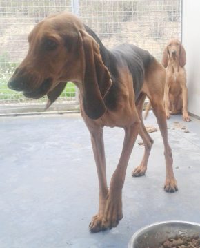 Paolo
